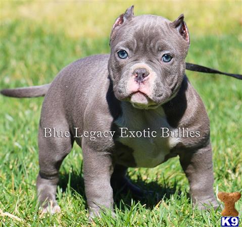 american pit bull puppy posted by Exotic Bully